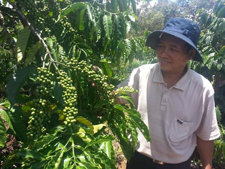 Phân bón hữu cơ - Chìa khóa trồng cà phê bền vững